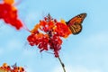 Monarch Butterfly on a Pride of Barbados Flower