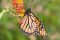 Monarch butterfly in profile