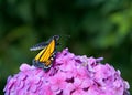 Monarch butterfly profile arching body on pink Hydrangea flowers