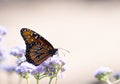 Monarch Butterfly in Profile with Closed Wings Perched on Lavender Flowers Royalty Free Stock Photo