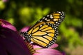 Monarch butterfly profile on Echinacea flower extreme close up Royalty Free Stock Photo