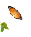 Monarch butterfly and pupae