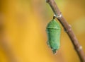 Monarch Butterfly Pupae Royalty Free Stock Photo