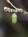 Monarch butterfly pupae Royalty Free Stock Photo