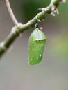 Monarch butterfly pupae Royalty Free Stock Photo