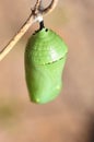 Monarch butterfly pupae hanging from twig