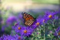 Monarch butterfly on purple aster flowers Royalty Free Stock Photo