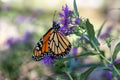 Monarch butterfly on purple aster flowers Royalty Free Stock Photo