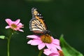 Monarch butterfly on purple cone flower Royalty Free Stock Photo