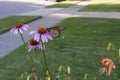 Monarch butterfly on a purple coneflower Royalty Free Stock Photo