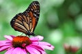 Monarch Butterfly on Purple Coneflower Royalty Free Stock Photo