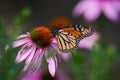 Monarch Butterfly on Purple Coneflower