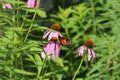 A Monarch Butterfly on a Purple Coneflower in a garden in Wisconsin Royalty Free Stock Photo