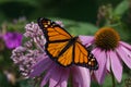 Monarch butterfly on Purple Coneflower Royalty Free Stock Photo