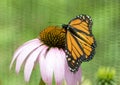 Monarch Butterfly on a purple coneflower Royalty Free Stock Photo