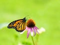 Monarch Butterfly on Purple Coneflower on plain green Royalty Free Stock Photo