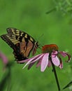 Monarch butterfly on purple coneflower Royalty Free Stock Photo