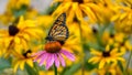 A Monarch Butterfly on a purple Echinacea cone flower