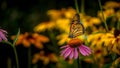 Monarch Butterfly on a Purple Echinacea Coneflower Royalty Free Stock Photo