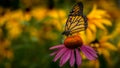 Monarch Butterfly on a Purple Echinacea Coneflower Royalty Free Stock Photo