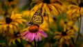 Monarch Butterfly on a Purple Echinacea Coneflower Royalty Free Stock Photo