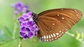 elegant brown monarch butterfly on a purple flower, a gracious and fragile lepidoptera insect famous for its migration