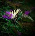 Monarch Butterfly on a Purple Flower Royalty Free Stock Photo