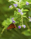 Monarch Butterfly on purple flower Royalty Free Stock Photo