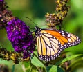 Monarch butterfly on purple flower Royalty Free Stock Photo