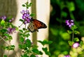 Monarch butterfly purple flower Royalty Free Stock Photo