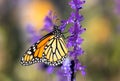 Monarch Butterfly in Purple Lavender garden Royalty Free Stock Photo