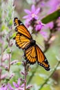 A monarch butterfly on a purple loosestrife plant