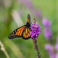 Monarch butterfly on Purple Loosestrife wildflowers