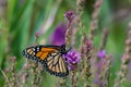 Monarch butterfly on Purple Loosestrife wildflowers