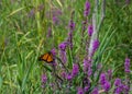 Monarch butterfly on Purple Loosestrife wildflowers