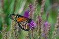 Monarch butterfly on Purple Loosestrife wildflowers