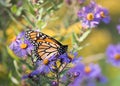 Monarch Butterfly on Purple New England Aster Flowers Royalty Free Stock Photo