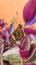 Monarch Butterfly in a Purple Plant