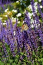 Monarch Butterfly On Purple Spiked Flowers