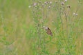 Monarch butterfly on purple thistle blossoms Royalty Free Stock Photo