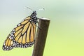Monarch Butterfly in Rain