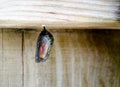 Monarch Butterfly Chrysalis Royalty Free Stock Photo