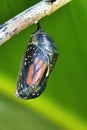 Monarch butterfly readyto emerg from its chrysalis. Royalty Free Stock Photo