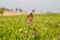Monarch butterfly on red clover flower in an open field on a sunny day Royalty Free Stock Photo