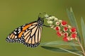 Monarch butterfly on red flower
