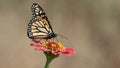 Monarch butterfly on red flower with clean background Royalty Free Stock Photo