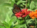 Monarch Butterfly on Red Flower