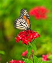 Monarch butterfly red flower green background Royalty Free Stock Photo
