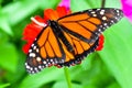 Monarch Butterfly On A Red Flower Royalty Free Stock Photo