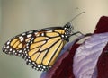 Monarch Butterfly on a Red Leaf Royalty Free Stock Photo